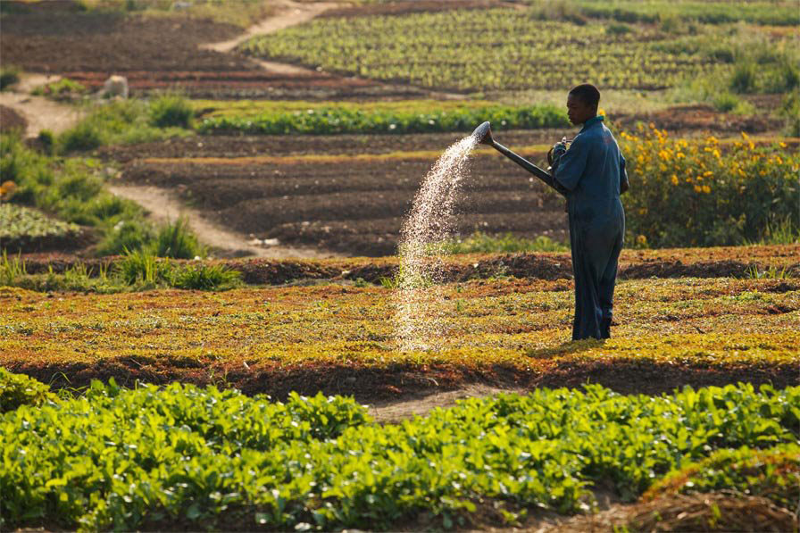 Agriculture RDC